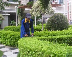 綠化養(yǎng)護(hù)